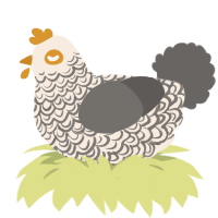 A cream and grey chicken with a double-lace pattern
