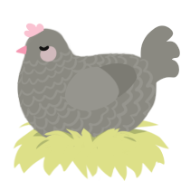 Pip, a ash chicken with a lace pattern