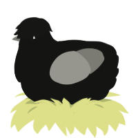 A black and ash chicken