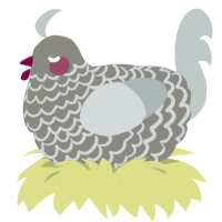 Laceback, a ash and silver chicken with a lace pattern