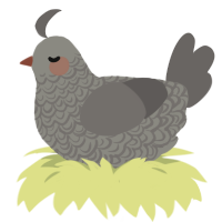 A ash and grey chicken with a double-lace pattern