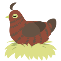A russet and bark chicken with a bar pattern