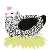 A white and black chicken with a double-lace pattern