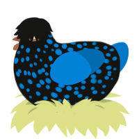 A black and sapphire chicken with a speckle pattern