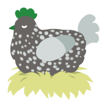 A grey and silver chicken with a speckle pattern