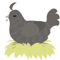 A grey chicken with a bar pattern