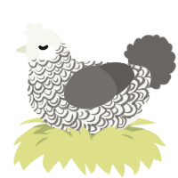 A white and grey chicken with a double-lace pattern