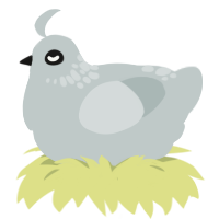 A silver chicken with a neck-speckle pattern