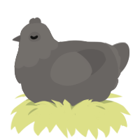 A grey chicken with a head pattern