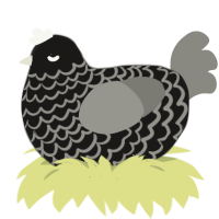 (unnamed), a sable and ash chicken with a lace pattern
