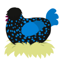 A black and sapphire chicken with a speckle pattern