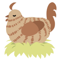A beige and brown chicken with a bar pattern