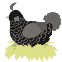 Faraday, a sable and grey chicken with a lace pattern