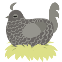 rock, a grey and ash chicken with a lace pattern