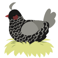 A sable and ash chicken with a lace pattern