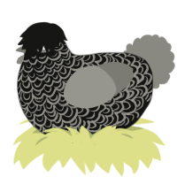 Goth, a black and ash chicken with a double-lace pattern