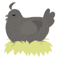 rock, a grey chicken with a lace pattern