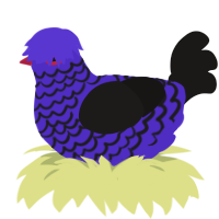 A indigo and sable chicken with a lace pattern