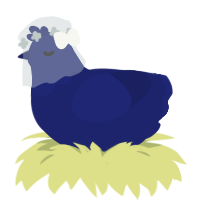 Mume, a navy chicken with a head pattern