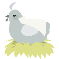Doctor Wolf, a silver and mist chicken