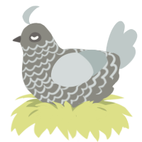 Ash, a ash and silver chicken with a lace pattern
