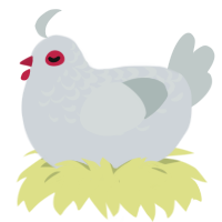 pink eye, a mist and silver chicken with a half-lace pattern