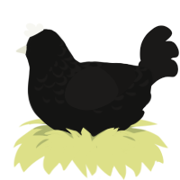 (unnamed), a black and sable chicken with a half-lace pattern