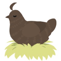 baba, a bark chicken with a bar pattern