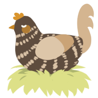 Taka, a bark and beige chicken with a bar pattern