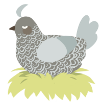 Ernest, a ash and silver chicken with a double-lace pattern