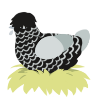 (unnamed), a sable and silver chicken with a lace pattern