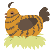 Chocolate Croissant, a orange and bark chicken with a bar pattern