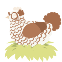 Malt, a white and brown chicken with a lace pattern