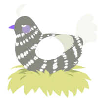(unnamed), a ash and white chicken with a bar pattern