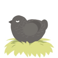 Pebble, a grey chicken with a half-lace pattern