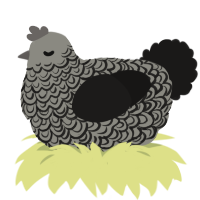 (unnamed), a ash and sable chicken with a double-lace pattern