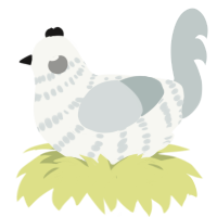 A white and silver chicken with a bar pattern
