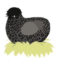 Felipe, a black and grey chicken with a double-lace pattern