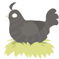 A grey chicken with a bar pattern
