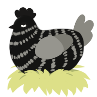 (unnamed), a black and ash chicken with a bar pattern