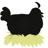 A black chicken
