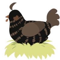 (unnamed), a black and bark chicken with a bar pattern