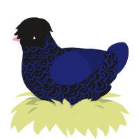 Emo Pigeon, a sable and navy chicken with a double-lace pattern