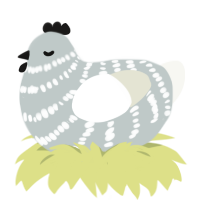 Sylvan, a silver and white chicken with a bar pattern