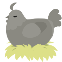 Pebbles, a ash chicken with a head pattern