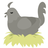 Steentje, a ash chicken with a head pattern