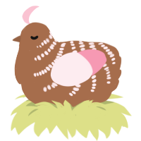 Strawberry Brownie, a brown and rose chicken with a half-bar pattern