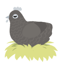 lil guy, a grey chicken with a lace pattern