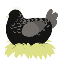 Dusty, a black and grey chicken with a half-lace pattern