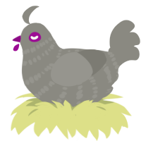 (unnamed), a ash chicken with a bar pattern
